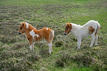 Two Shetland pony (Equus caballus) foals on moorland, Unst, Shetland Islands, Scotland, June