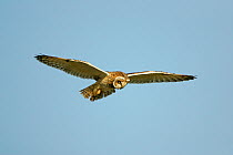 Short eared owl (Asio flammeus) hovering while hunting in flight, Norfolk, UK, January