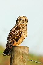 Short eared owl (Asio flammeus) on roadside post, Norfolk, UK, January