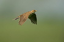 Skylark (Alauda arvensis) hovering, Kent, UK, May