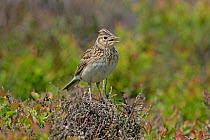 Skylark (Alauda arvensis) singing on moorland, North Wales, UK, May