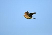 Skylark (Alauda arvensis) in flight, Essex, UK, February