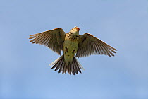 Skylark (Alauda arvensis) singing while hovering, Cheshire, UK, April