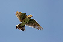 Skylark (Alauda arvensis) singing while hovering, Cheshire, UK, April