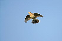 Skylark (Alauda arvensis) hovering over breeding territory, Essex, UK, March