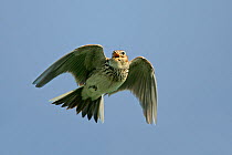 Skylark (Alauda arvensis) singing in flight, Cheshire, UK, April