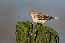Snow bunting (Plectrophenax nivalis) perched on old groyne post on beach, Whitstable Bay, Kent, UK, December