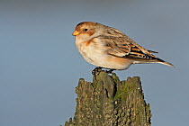 Snow bunting (Plectrophenax nivalis) perched on old groyne post on beach, Whitstable Bay, Kent, UK December