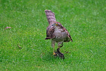 Juvenile Sparrowhawk (Accipiter nisus) with Common starling (Sturnus vulgaris) prey in garden, Cheshire, UK, August