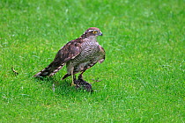 Sparrowhawk (Accipiter nisus) juvenile with Common starling (Sturnus vulgaris) prey in garden, Cheshire, UK, August