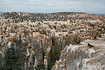 Seabird breeding cliffs on Staple Island, mainly Common guillemots (Uria aalge) Kittiwakes (Rissa tridactyla) and Shags (Phalacrocorax aristotelis) Farne Islands, UK, June 2005