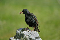 Common starling (Sturnus vulgaris) with food for chicks in nest in pile of rocks, Fetlar, Shetland Islands, Scotland, June