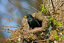 Common starling (Sturnus vulgaris) at nest hole in Elm tree, Isles of Scilly, UK, May