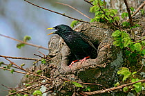 Common starling (Sturnus vulgaris) singing at nest hole in Elm tree, Isles of Scilly, UK, May