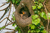 Common starling (Sturnus vulgaris) chick begging for food at entrance to nest hole in Elm tree, Isles of Scilly, UK, May
