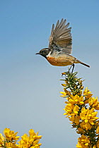 Stonechat (Saxicola torquata) male taking off from Gorse, Suffolk, UK, May