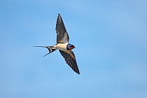 Barn swallow (Hirundo rustica) in flight, Cheshire, UK, June