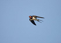 Barn swallow (Hirundo rustica) in flght with food for young, Cheshire, UK, June