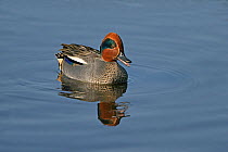Common teal (Anas crecca) male calling, on water, Martin Mere WWT, Lancashire, UK, February