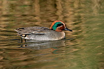 Common teal (Anas crecca) male swimming on lake with reed reflections, Norfolk, UK, November