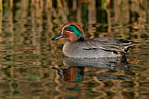 Common teal (Anas crecca) male swimming on lake with reed reflections, Norfolk, UK, November