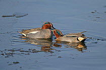 Common teal (Anas crecca) two males fighting in icy water, Martin Mere WWT, Lancashire, UK, February