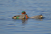 Common teal (Anas crecca) two males fighting, Martin Mere WWT, Lancashire, UK, February