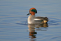 Common teal (Anas crecca) male displaying, Martin Mere WWT, Lancashire, UK, February