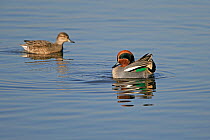 Common teal (Anas crecca) male displaying to female in background, Martin Mere WWT, Lancashire, UK, February