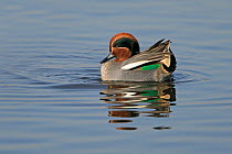 Common teal (Anas crecca) male displaying to female, Martin Mere WWT, Lancashire, UK, February