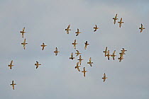 Common teal (Anas crecca) flock in flight, North Wales, UK, November