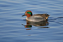 Common teal (Anas crecca) male on water, Lancashire, UK, February