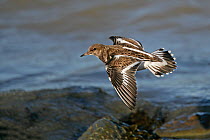 Turnstone (Arenaria interpres) in flight at tide line in winter plumage with tail spread for landing, Whitstable Bay, Kent, December