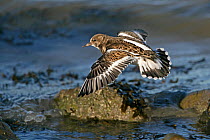 Turnstone (Arenaria interpres) in flight at tide line in winter plumage with tail spread for landing, Whitstable Bay, Kent, UK, December