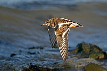 Turnstone (Arenaria interpres) in flight at tide line in winter plumage, Whitstable Bay, Kent, December