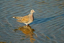 Turtle dove (Streptopelia turtur) standing in shallow water of a lake to drink, Essex, UK, August