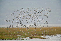 Knot (Calidris canutus) and Black tailed godwit (Limosa limosa) flock in flight over marshes, Dee Estuary, UK, November