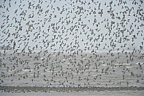 Knot (Calidris canutus) and Dunlin (Calidris alpina) massed flock landing at tide edge, winter plumage, Liverpool Bay, UK, November