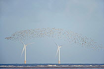 Knot (Calidris canutus) and Dunlin (Calidris alpina) mixed wader flock in flight with turbines from wind farm in background, Liverpool Bay, UK, January