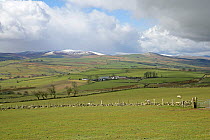 Hill farmland near Llanrwst looking West towards the Snowdon mountain range, North Wales, UK, April 2008