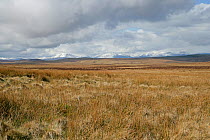 Grass and Heather moorland on Denbigh Moors between Denbigh and Llanrwst looking west  towards the Snowdon mountain range, North Wales, UK, April 2008