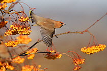 Bohemian waxwing (Bombycilla garrulus) taking off from Rowan tree (Sorbus) with full crop after eating berries, North Wales, UK, January