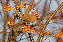 Bohemian waxwing (Bombycilla garrulus) perched in Rowan tree (Sorbus) with full crop after eating berries, North Wales, UK, January