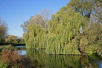 Weeping willow (Salix alba 'Tristis') on bank of River Lea, Lea Valley Park, Essex, UK, November 2006
