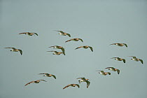 Whimbrel (Numenius phaeopus) flock in flight on migration, Cliffe Marshes, Kent, UK, April