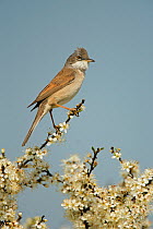 Whitethroat (Sylvia communis) male perched on Blackthorn (Prunus spinosa) blossom, Essex, UK, May