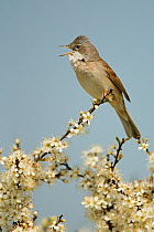 Whitethroat (Sylvia communis) male singing perched on Blackthorn (Prunus spinosa) blossom, Essex, UK, May