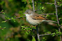 Whitethroat (Sylvia communis) male perched in hedge, Essex, UK, May