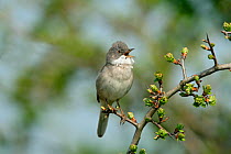 Whitethroat (Sylvia communis) male singing on Hawthorn, Cliffe Marshes, Kent, UK, April