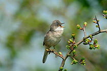 Whitethroat (Sylvia communis) male singing on Hawthorn, Cliffe Marshes, Kent, UK, April
